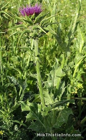 Milk thistle